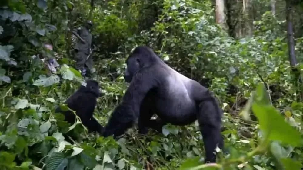 10-Day Uganda Safari Adventure