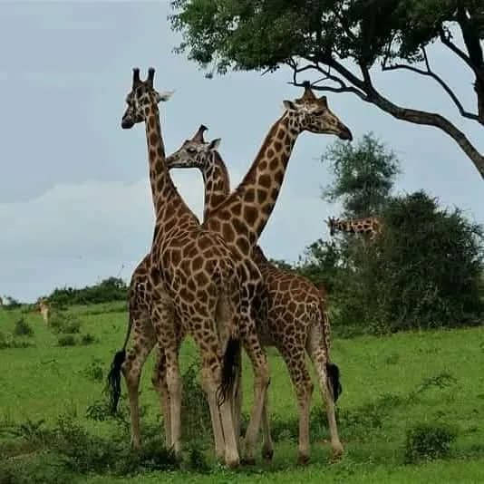 Kibale National Park