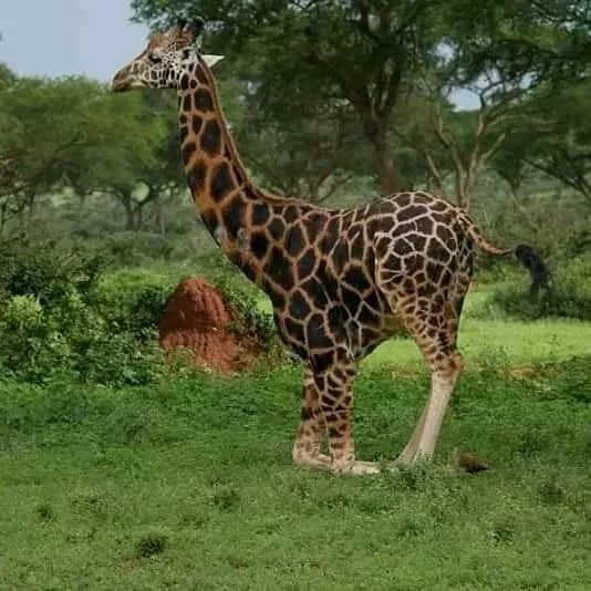 4-Day Mid-Range Safari: Kibale Chimp Trekking & Lake Mburo Experience