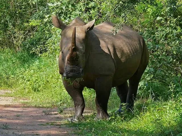 5-Day Uganda Adventure Tide & Wildlife Experience