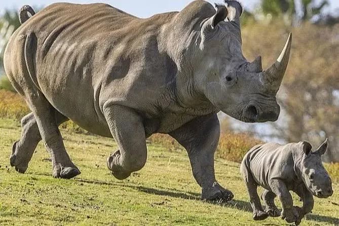 5-Day Adventure Tide: Jinja, Murchison Falls & Zziwa Rhino Sanctuary