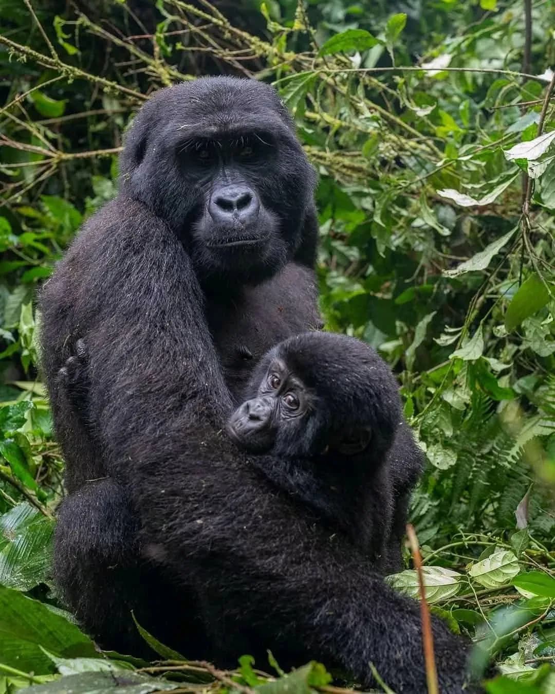 Uganda safaris, planned around you