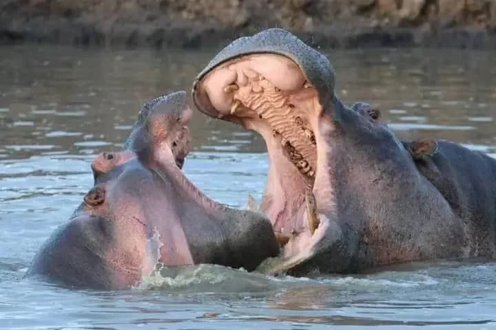 8-Day Best of Western Uganda Safari