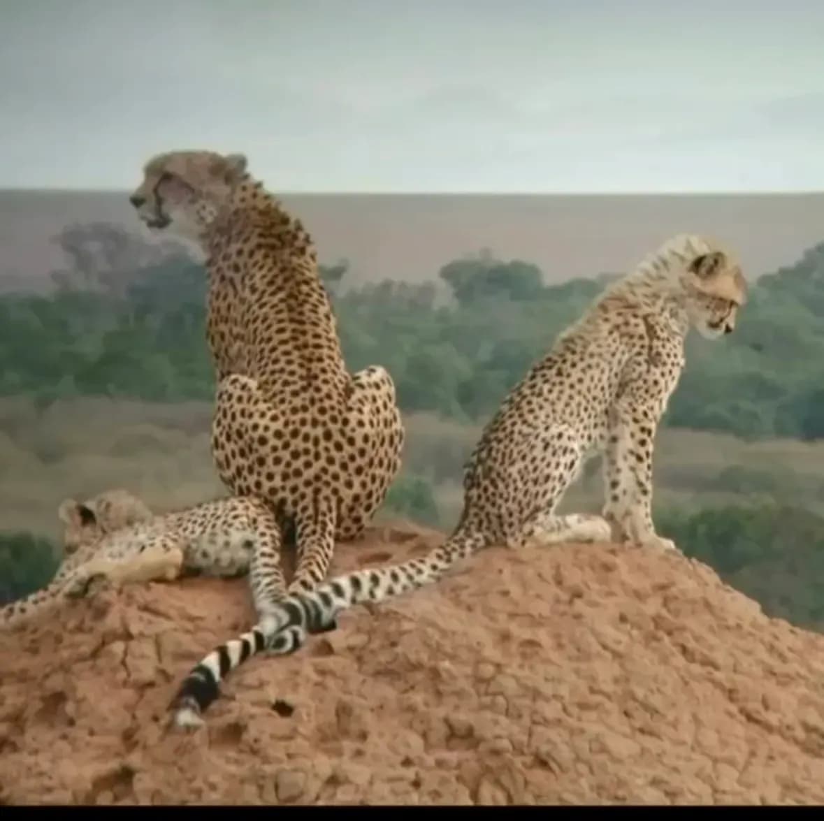 9-Day Primates & Plains Safari