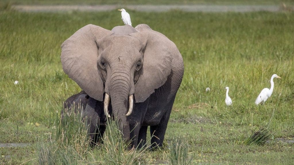 Kenya Safaris