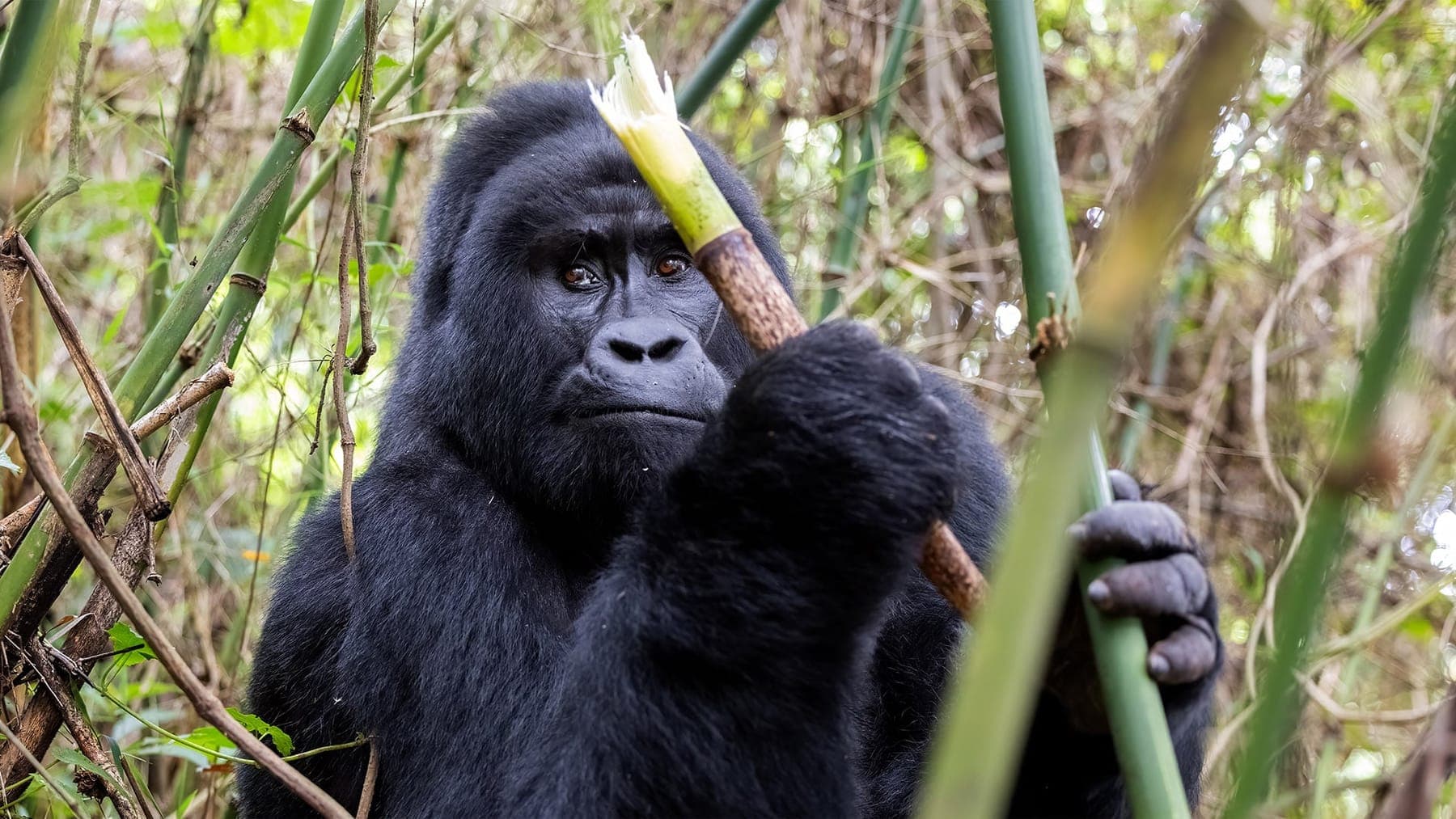 2 Days Two-Day Rwanda Gorilla Trek