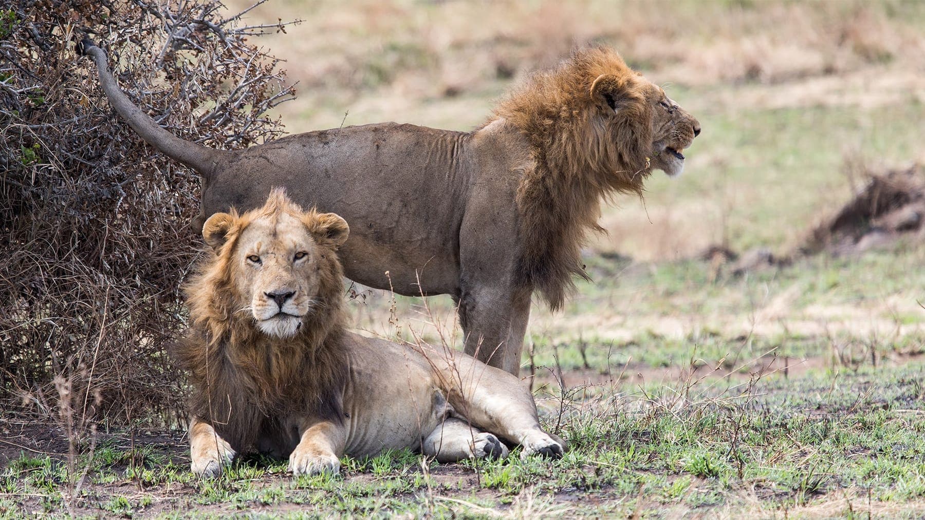 Southern Kenya Highlights (9 days)