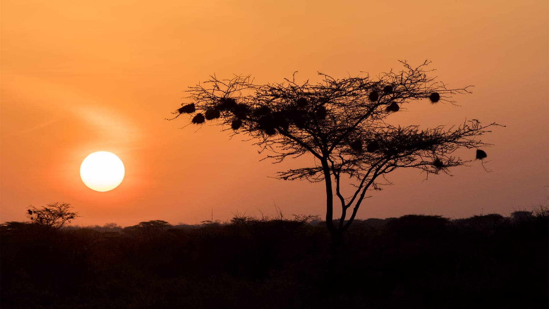 Luxury Kenya Safari and Beach (12 days)