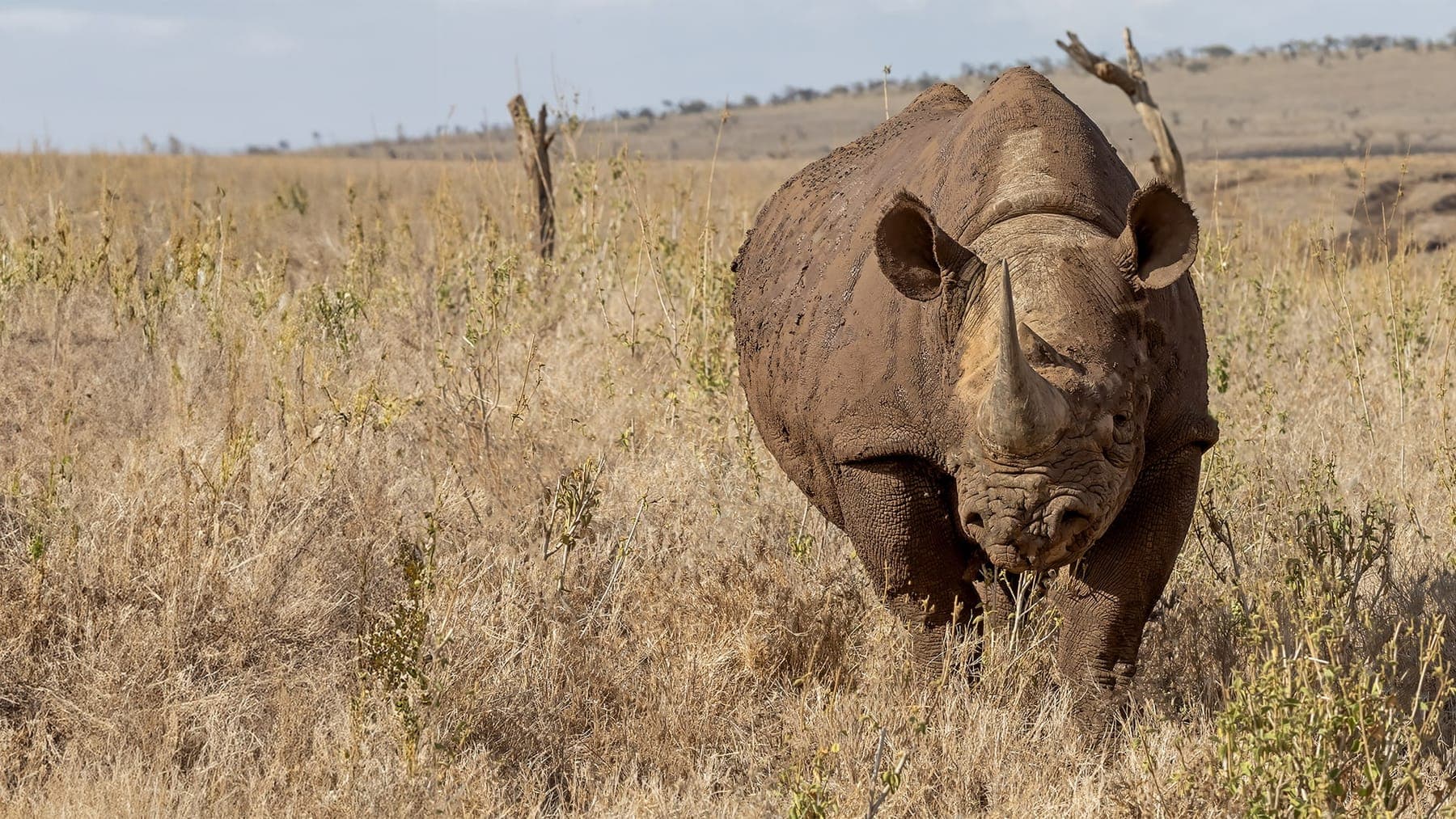 Northern Kenya: Meru, Samburu and the Aberdares (9 days)