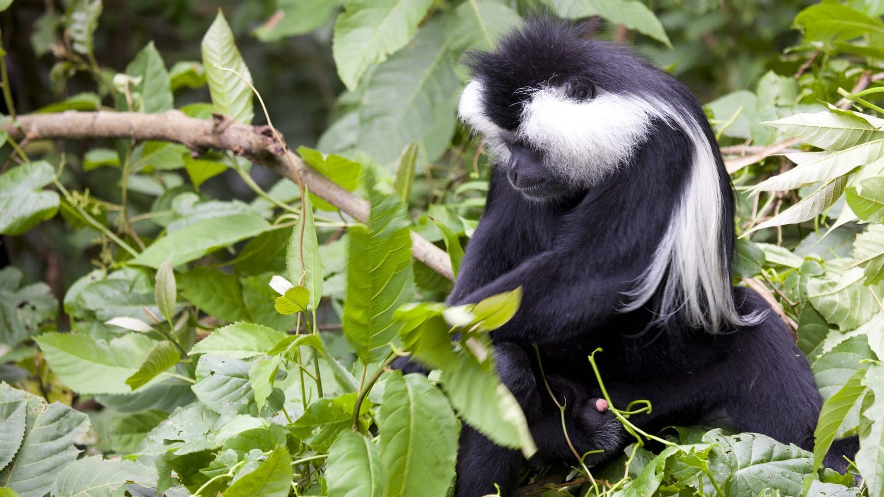 Rwanda Chimps, Golden Monkeys and Gorillas (7 days)