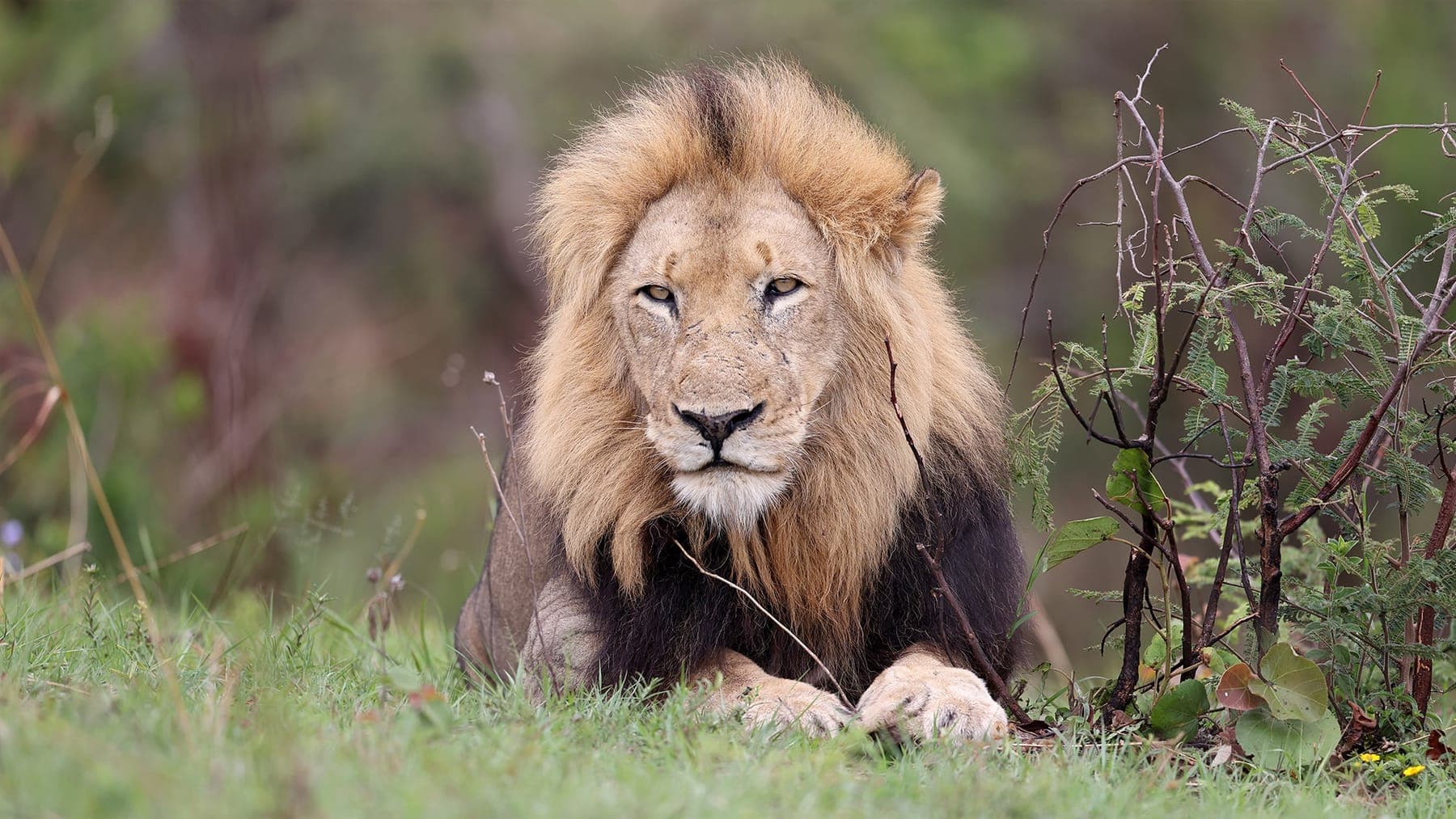 Rwanda and Uganda Safari (12 days)