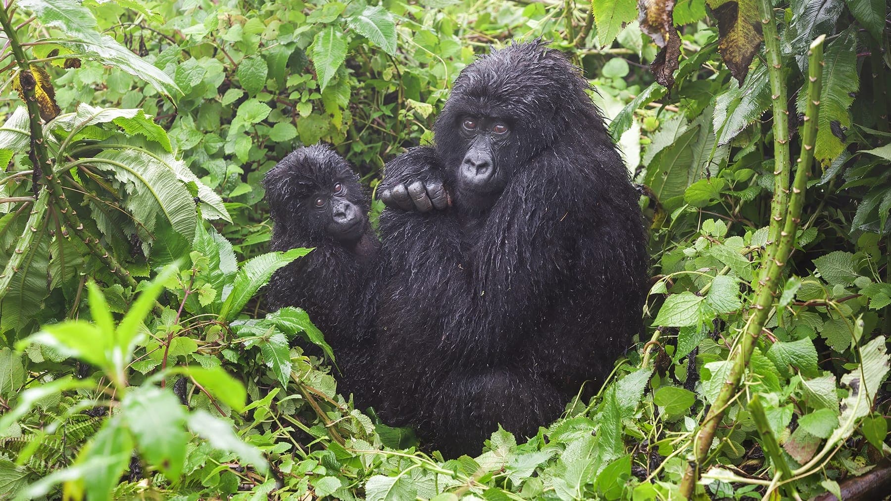 Rwanda Gorilla and Golden Monkey Trip (3 days)