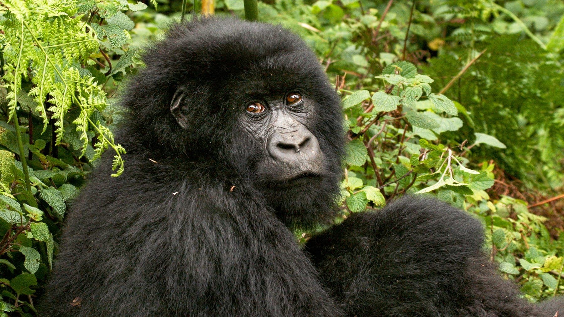 Highlights of Uganda and Rwanda (13 days)