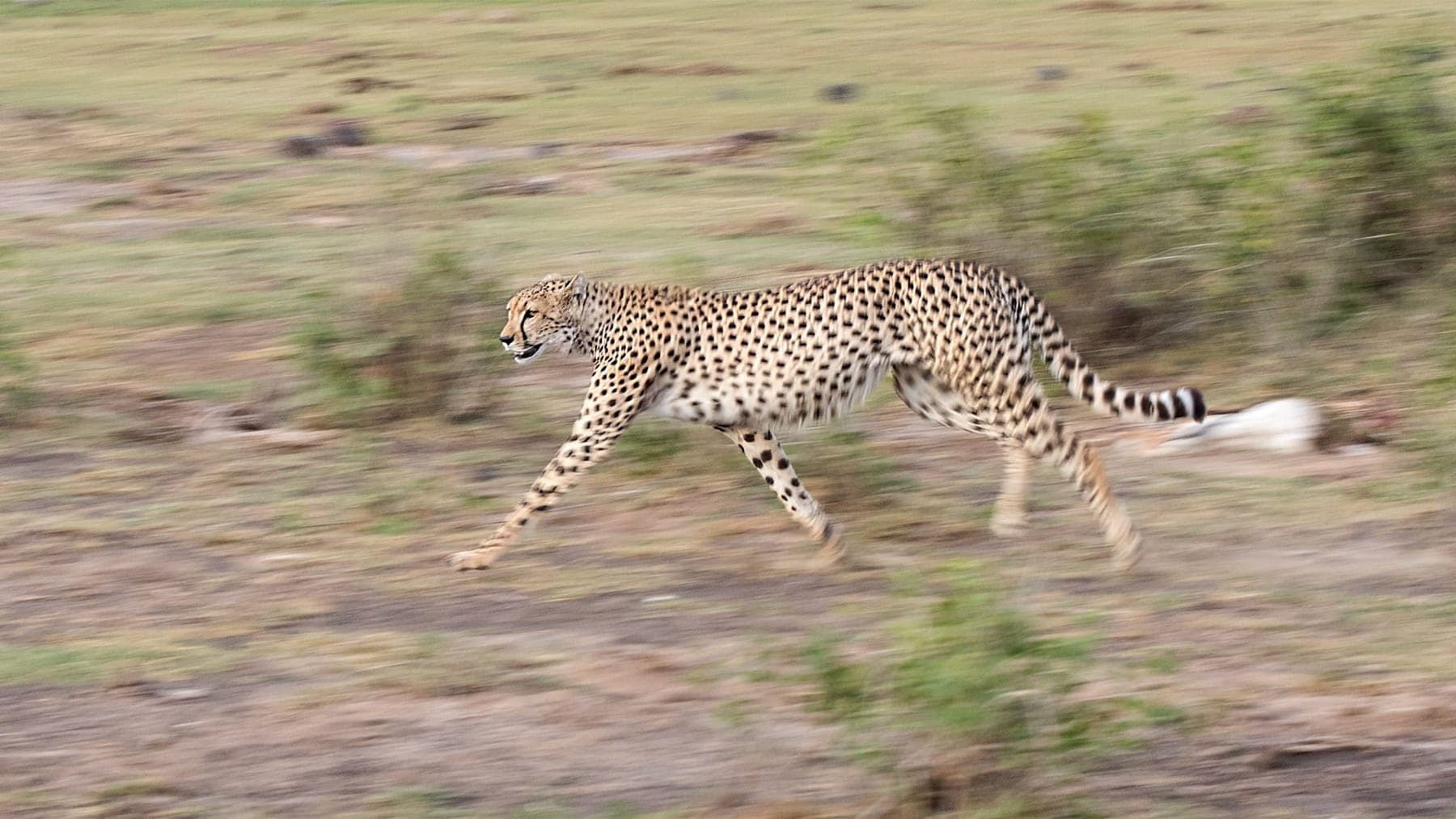 Kenya Safari and Beach Escape (14 days)
