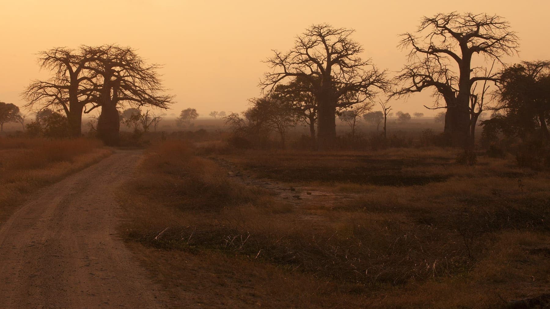 Southern Tanzania Safari: Mikumi, Ruaha and Udzungwa (7 days)