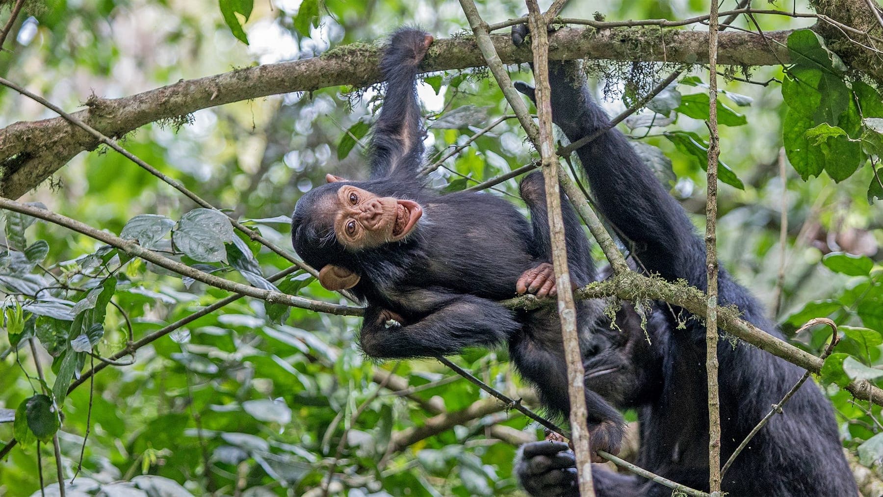 10 Days Uganda and Rwanda Gorilla and Wildlife Safari